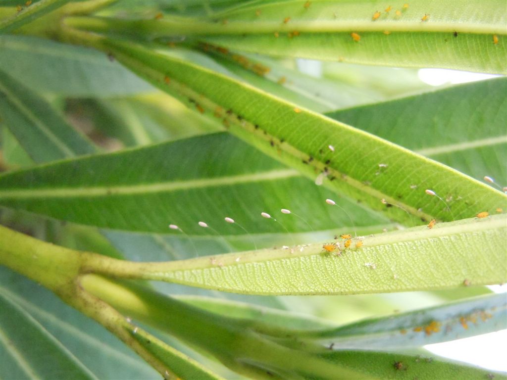 Chrysopidae: larva e uova